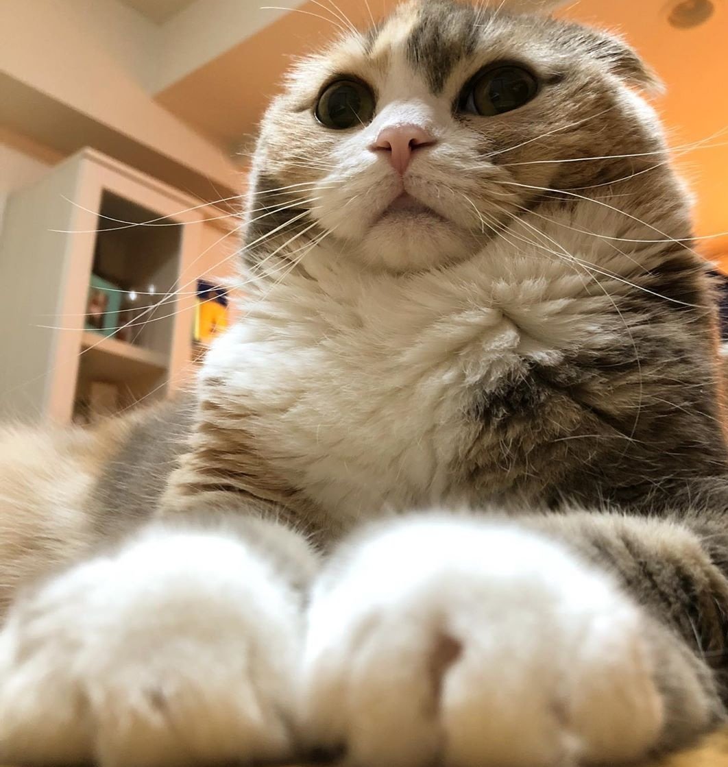 WeAssessCats's tweet photo. https://t.co/1erocVmyX5