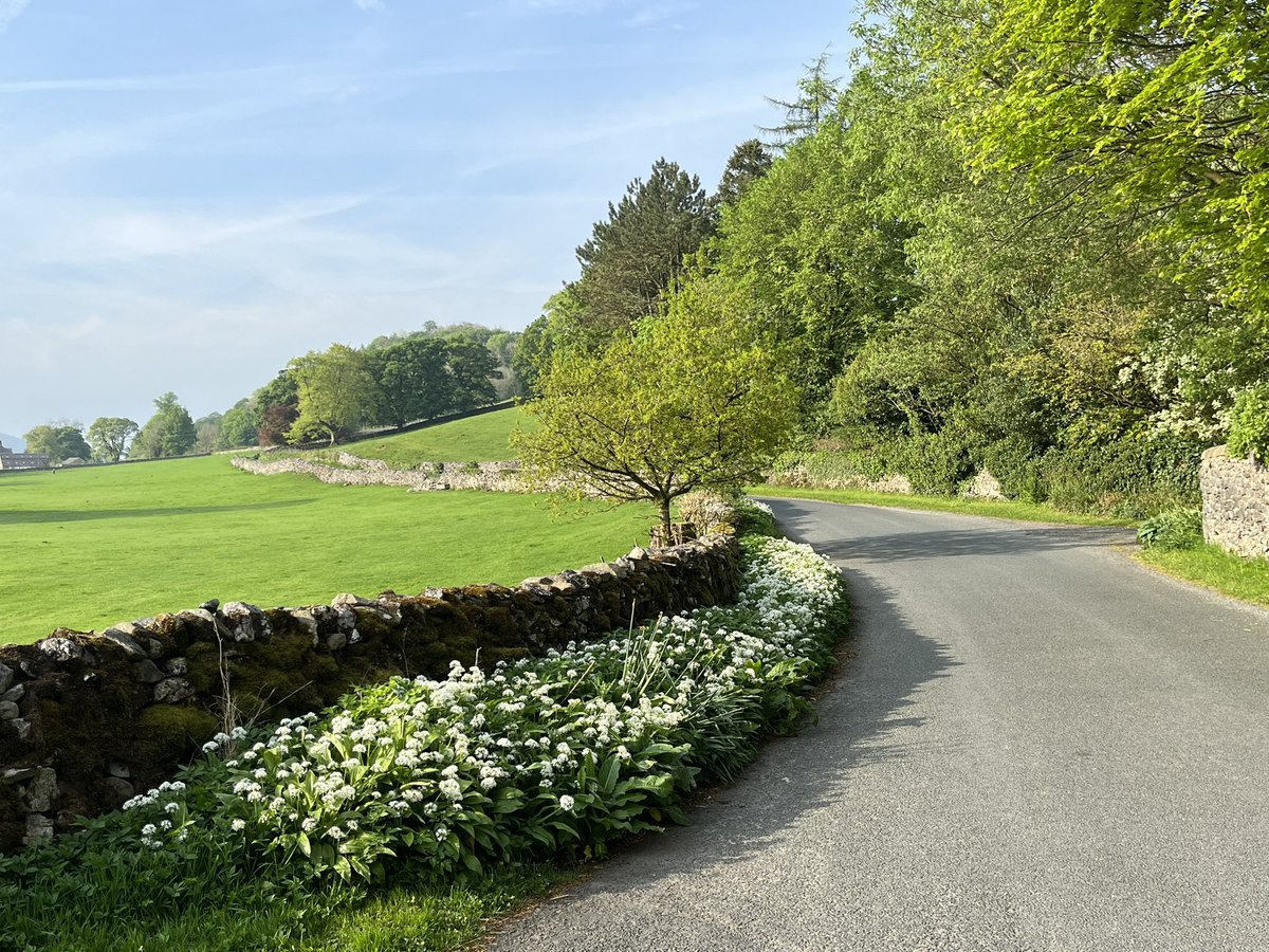 Wild garlic verge, Stackhouse Lane