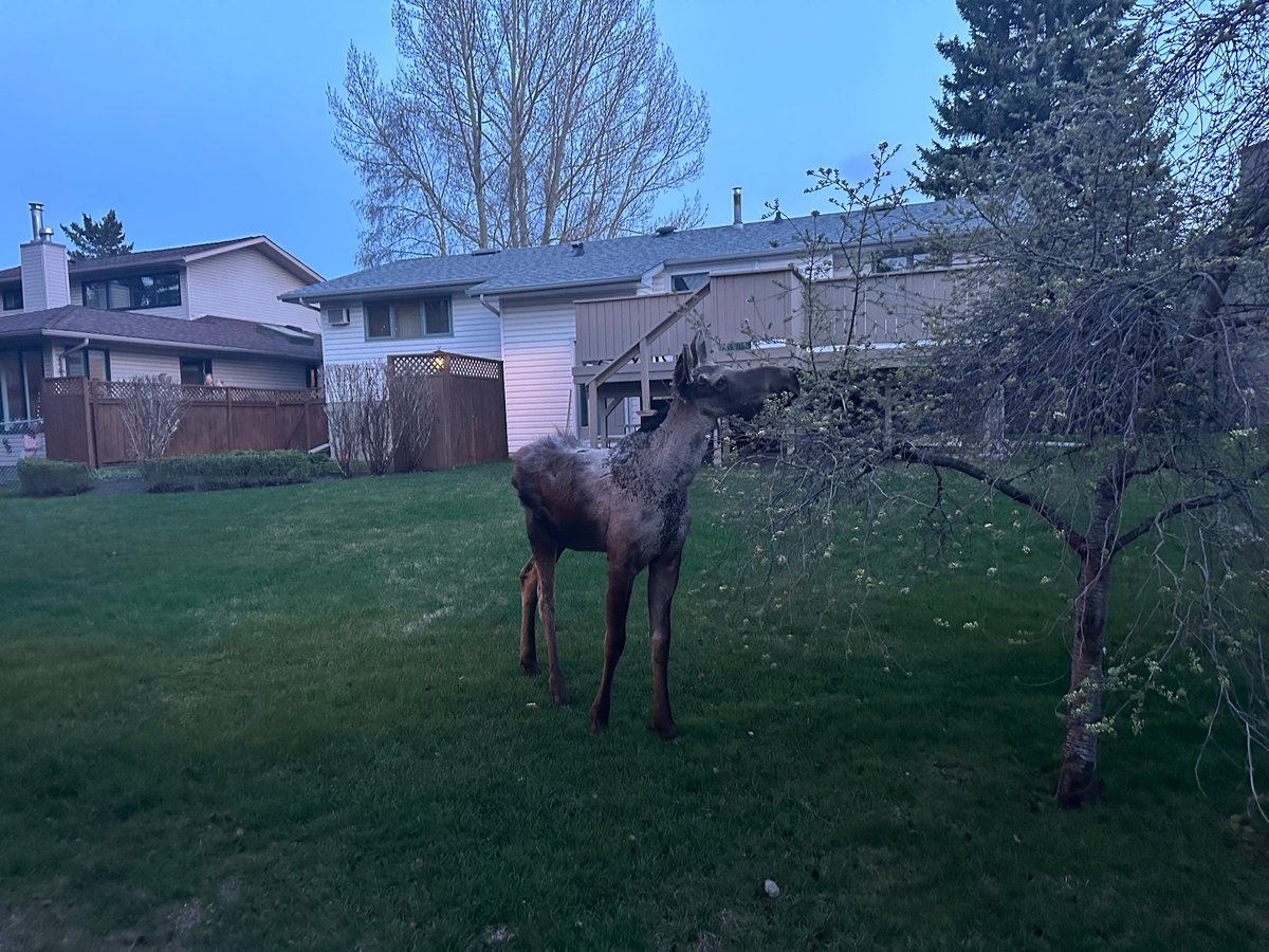 Moose on the loose in the hood. Nightly walk for me, snack time for this youngster. This might be too Canadian even for me.