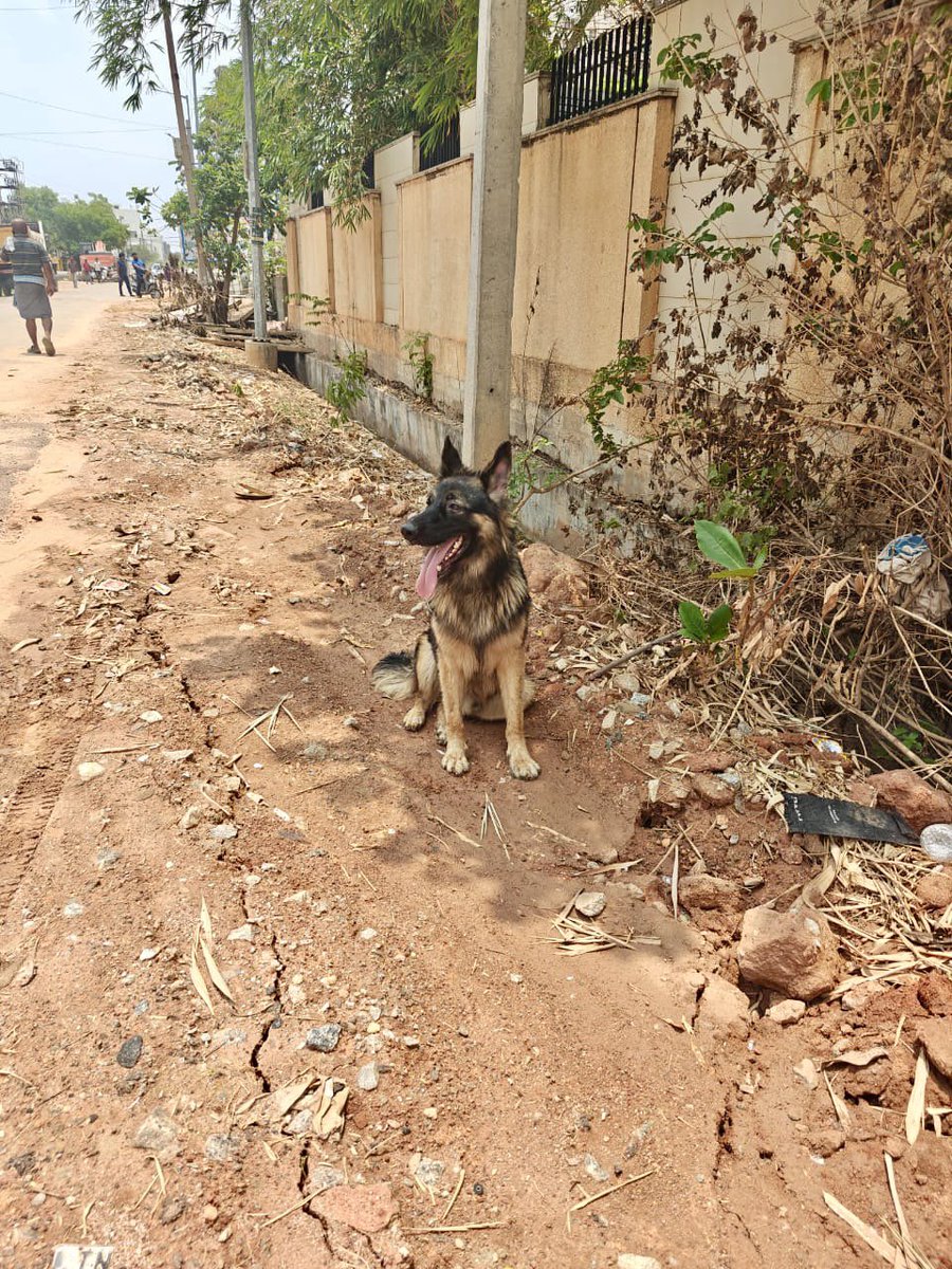 A sad sight today: an abandoned dog near my Jakkur, #Bengaluru apartment. Heartbreaking to watch it search for home. Pets aren't just a fancy; they're a lifelong commitment. If you can't care for them, please reconsider. Grateful to the Samaritan who adopted it in the end. #pets