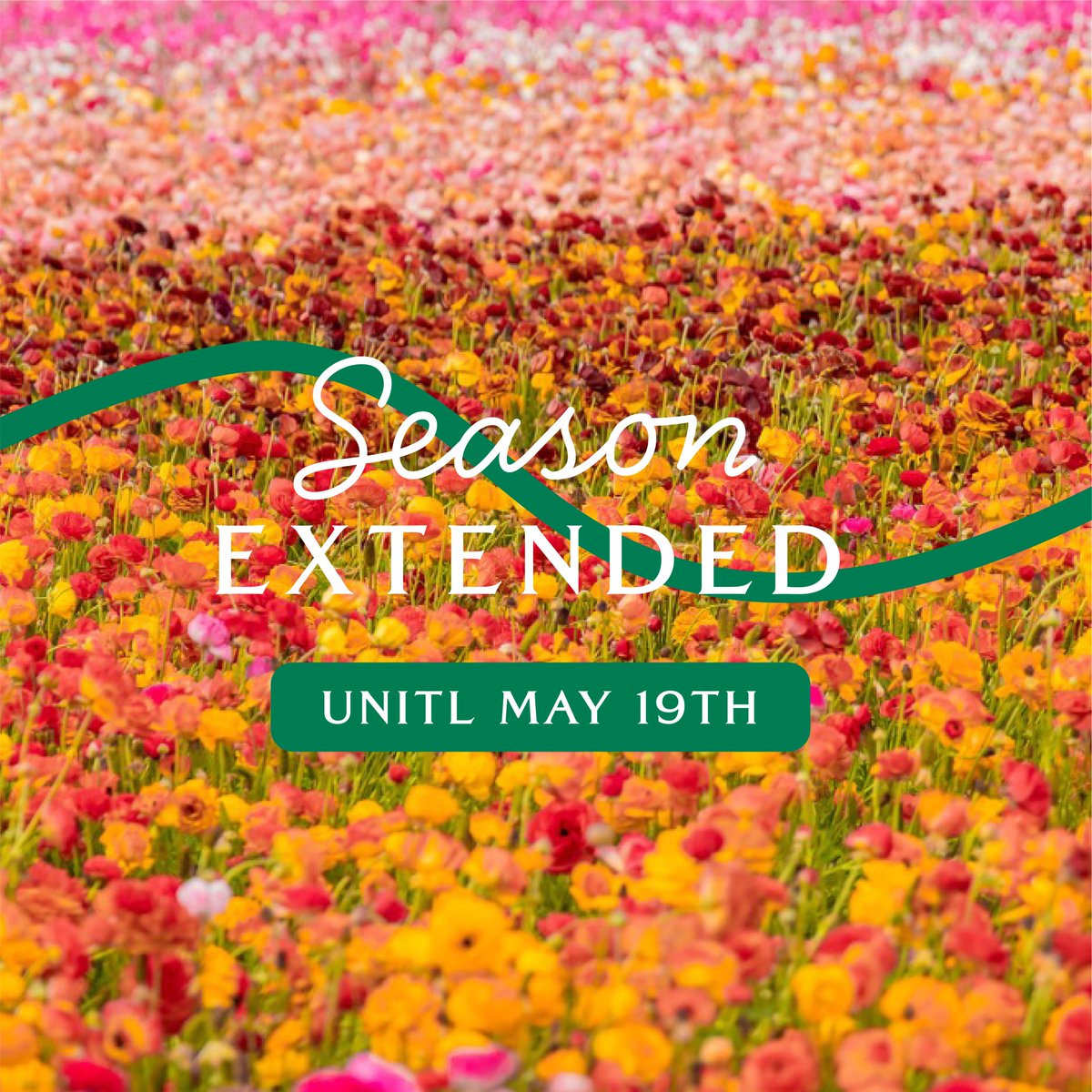 Surprise, flower lovers! We're extending The Flower Fields season until May 19th!  Don't miss out - grab your tickets now at theflowerfields.seetickets.com/timeslot/the-f…