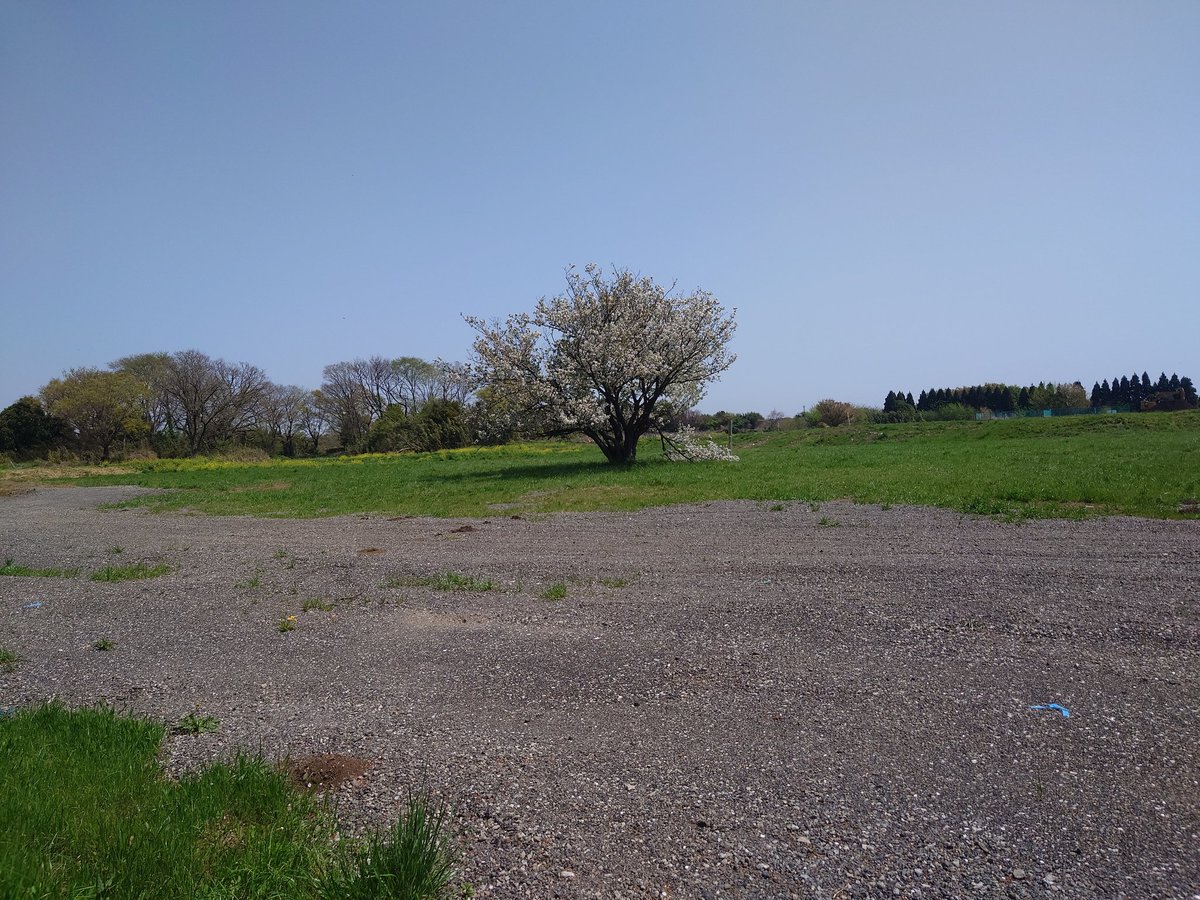 これは今年4月14日に撮影した一本桜

この木が切られてしまいます

意見をこちらまで↓❗❗

横浜市脱炭素･GREExEXPO推進局･上瀬谷整備推進課
電話 045-671-2061
FAX 045-550-4098
