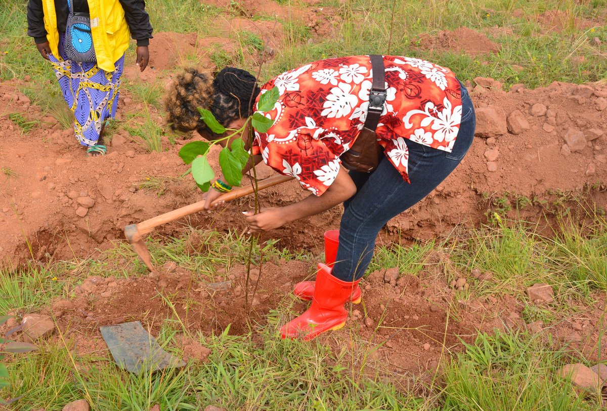 Looking for nature-based solutions to combat disasters? Land restoration can help reduce the risk of natural disasters such as floods, droughts, and wildfires by restoring natural buffers, improving water management, and enhancing ecosystem resilience.  #LandRestoration