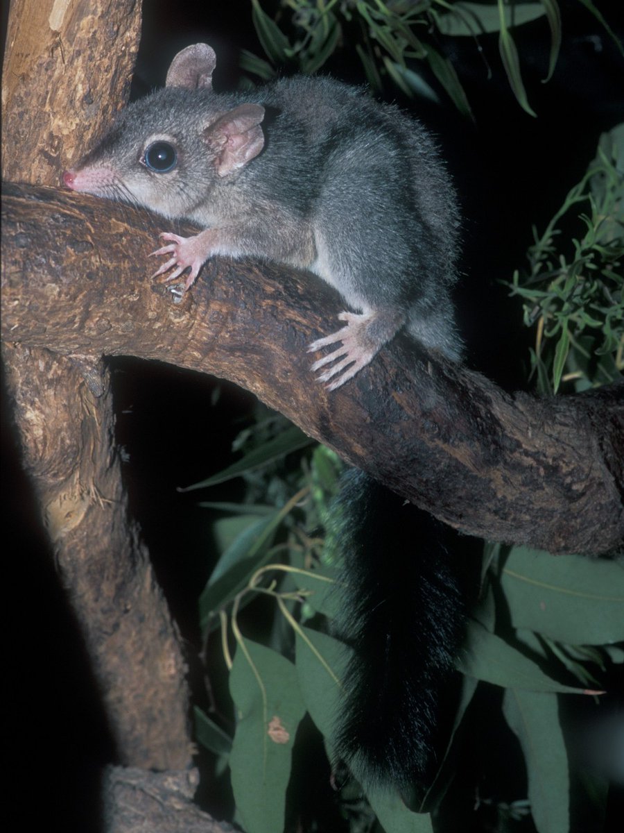 Have you ever heard of the Brush-tailed Phascogale? Learn more about this busy-tailed critter living life in the fast lanes 👉 brnw.ch/21wJI2U