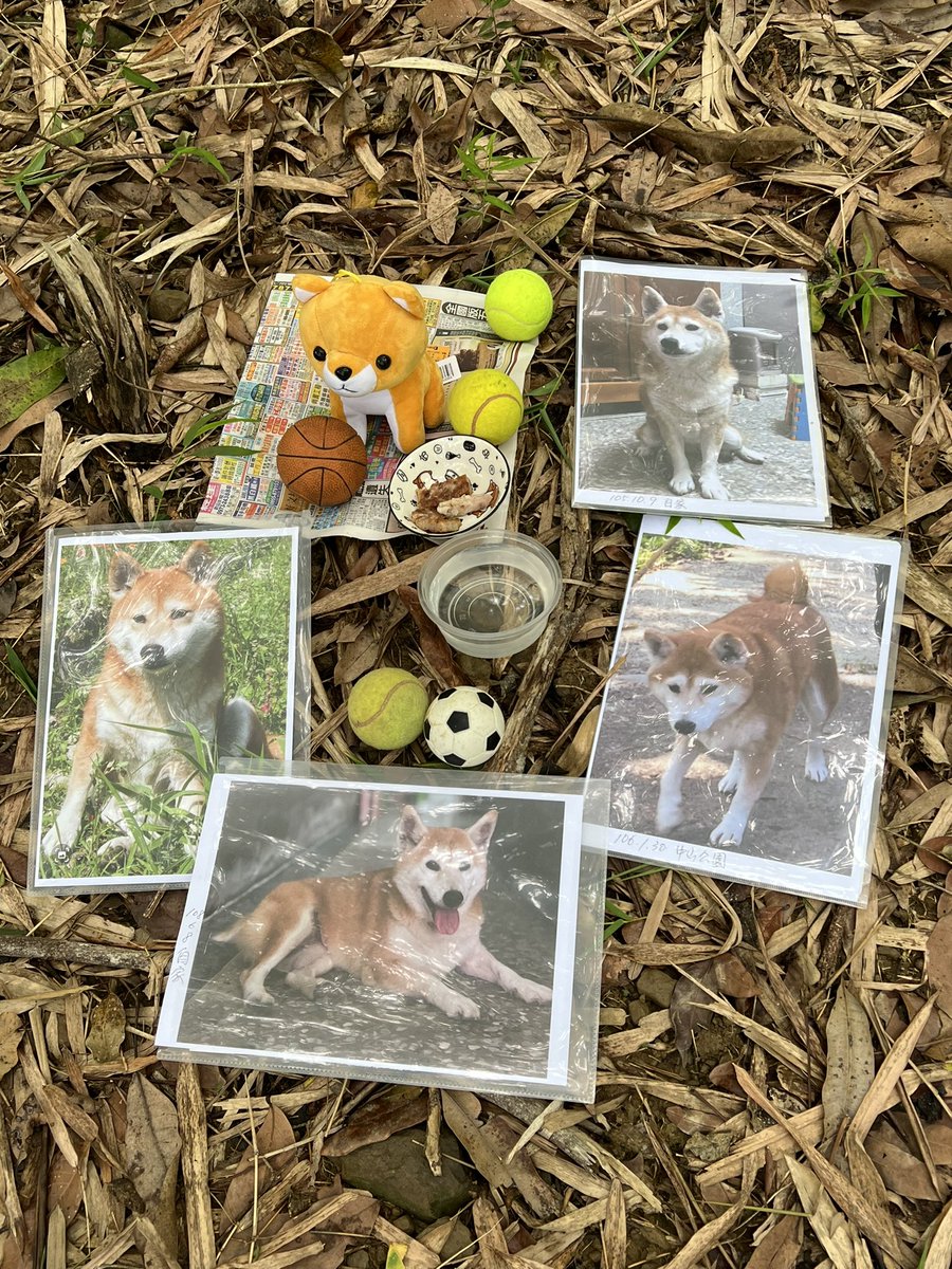 小乖，妳在另一個世界過得怎樣
姐姐在人間很想妳，妳離開後姐姐天天想妳，想妳在的這十六年又七個月的日子，有妳的日子原來這麼快樂滿足。妳離開後，妳依然是家裡的中心，我們總是會講到妳若在時此時會做什麼事（雖說總是蠢事居多）。
我們以後會再相聚的對吧🌈