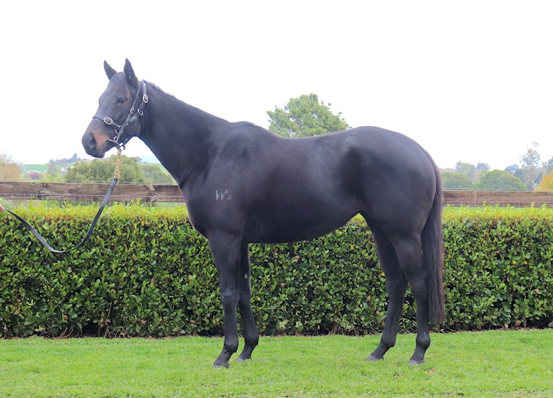 🤩 Lot 55 in our 59 Lot sale that ends from 7pm (NZT) tonight is Stylistic. By @WaikatoStud's eight time Champion Sire Savabeel, she is from the stakes-performed Iffraaj mare Style By Design and is offered on account of @TeAkauRacing. 📲gavelhouse.co.nz/lot/439870/sty…