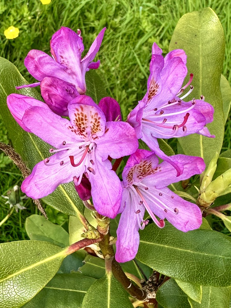 Good morning happy Monday everyone, kickstart your week with some positive vibes and happy smiles, have the best day possible wherever you are 😊 #MagentaMonday Rhododendron from the garden finally starting to bloom #BeKindAlways #PeaceAndLove #Garden @X