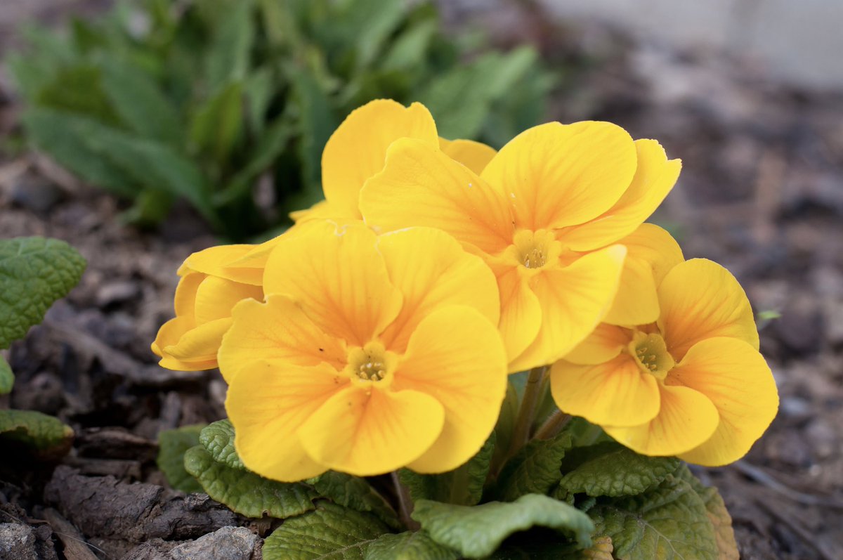 'Primroses grow in open fields and can turn a grassy hillside as yellow as daisies can turn it white, well into the month of May. They meant a lot to me as a child, and so remind me of my childhood. Stirring of memory, the echo of an older thrill.' ~C.R.Milne #spring #flowers