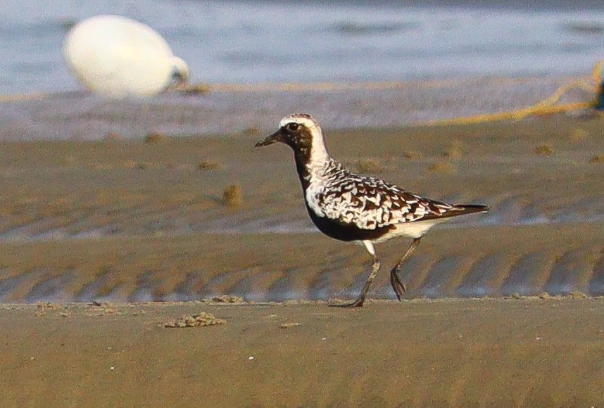 Black bellied plover in breeding plumage. Do you know another bird that belongs to the same family #IndiAves #birdwatching #birds #ThePhotoHour #photography