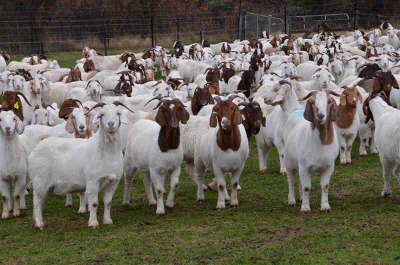 Looking to diversify your income? #GoatFarming might be the answer! But remember, success lies in breed selection & #management. Join us this week as we delve into Goat #Health & #Early_Disease Identification. Secure your spot now and let the fellow farmers know this [#Share].