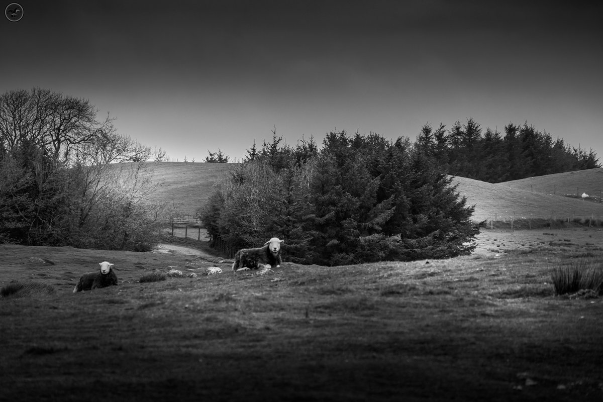 Resting Sheep #naturephotography #cumbria #lakedistrict #clouds #sheep #photography #photographer #blackandwhitephotography #monochrome #farming #farmland #animalphotography #animals