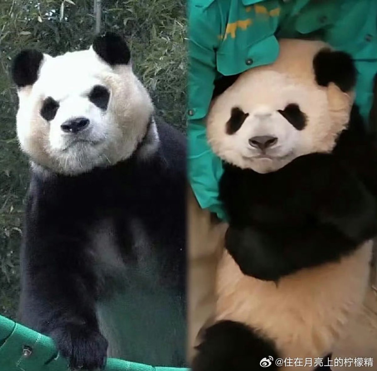 Fubao and Ruibao are the same exactly #fubao #ruibao #fubaopanda #panda