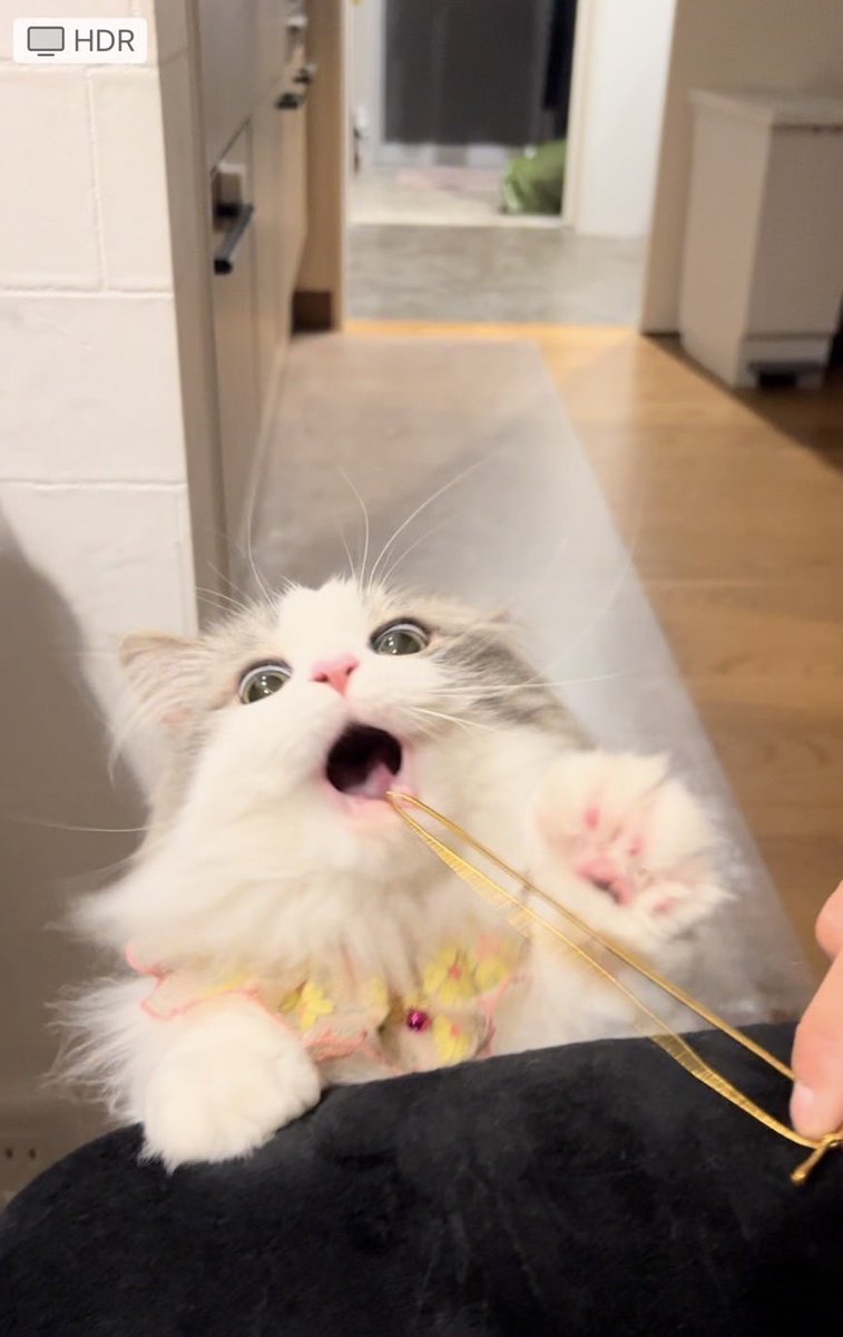 ayamatabe's tweet photo. お兄ちゃん家の猫おもろすぎ https://t.co/UKUlEuxwXB