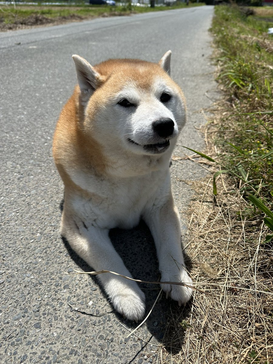 #迷い犬　#福岡市西区 #柴犬　＃迷子犬
ずっと同じ場所にいます
抱っこしようにも威嚇するためできず、全く歩かないので移動もできません
飼い主さん探していませんか？