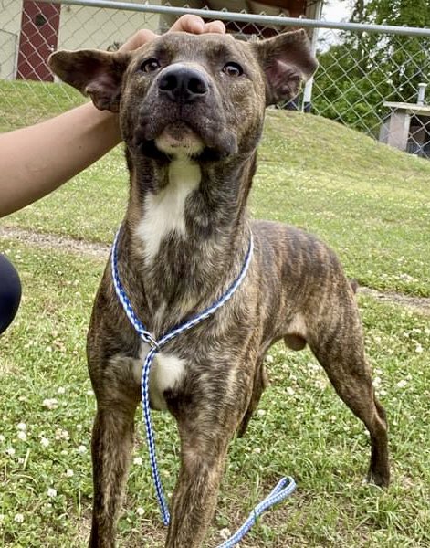 Crunch time for Buddy. He needs a commitment tomorrow. His time is up but without more pledges his chances are not good. Buddy is a sweet little brindle dog.He weighs 32 pounds and is 1 foot 11 inches.!Please pledge for Buddy. He needs pledges and retweets to have any chance !!