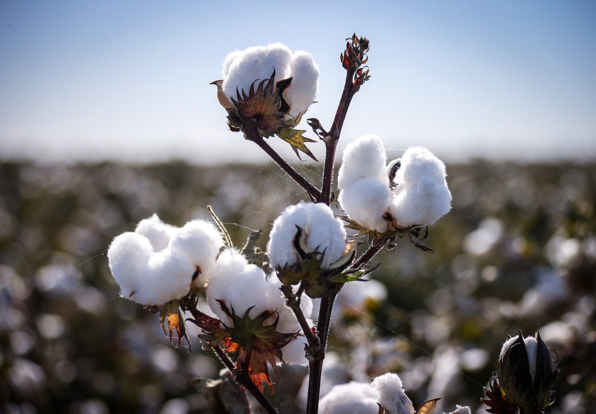 newstok_ai's tweet image. -  Cotton:  Louis Dreyfus and Olam Agri compete for Australian cotton processor Namoi Cotton.
-  Precious Metals:  Platinum surpasses palladium, suggesting  ...
 
Read more → newstokapp.page.link/mCMA 
 
 #wwtopas #cmdtop #bloomberg #markets