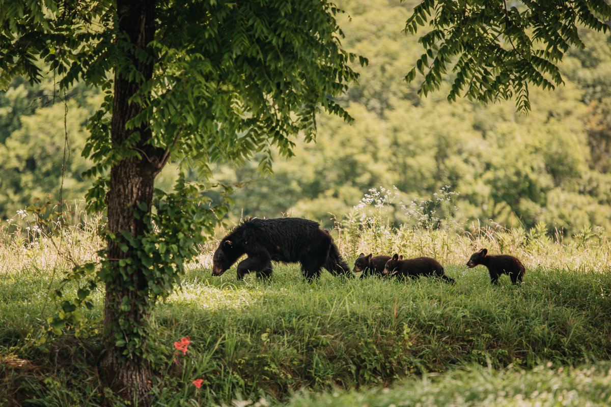 Happy Mother's Day! Mama bears and their cubs are making their appearances in and around Whistler. Be respectful of their space and remain bear aware.

#whistlerbc #happymothersday #bearaware