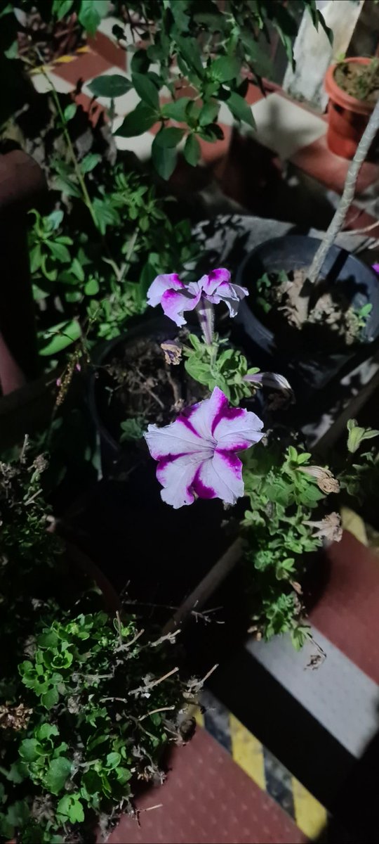 It's May..I still have some Petunias in guwahati..maybe they are adopting 🥵🥵😁😁
