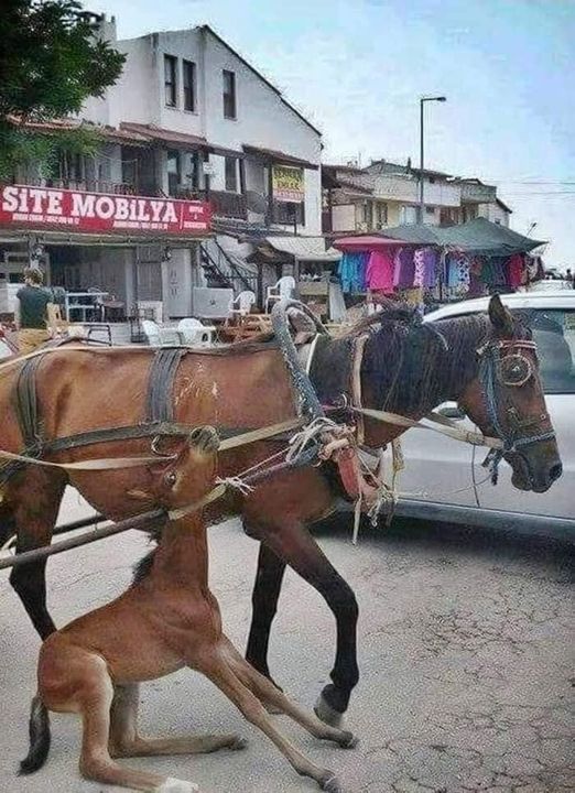 Don’t ride horses. Don’t ride elephants. Don’t ride donkeys. Don’t ride camels. Don’t ride ponies. Don’t ride any animal