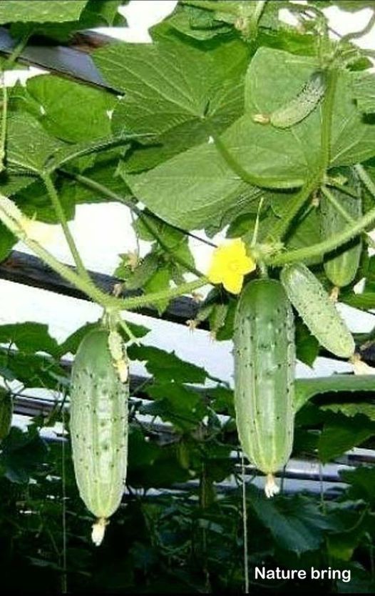 The cucumber plant is widely cultivated in the gourd family. It is a creeping vine that bears cylindrical fruits that are used as culinary vegetables. Under the different types of climates. read....naturebring.com/growing-cucumb… #cucumberplant #cucumbers #naturebring #growing #care