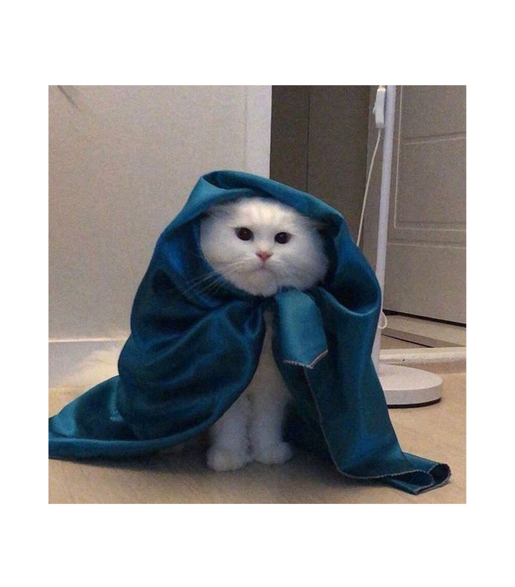 gentleeeeeeecat's tweet photo. https://t.co/JQMTo44tDv