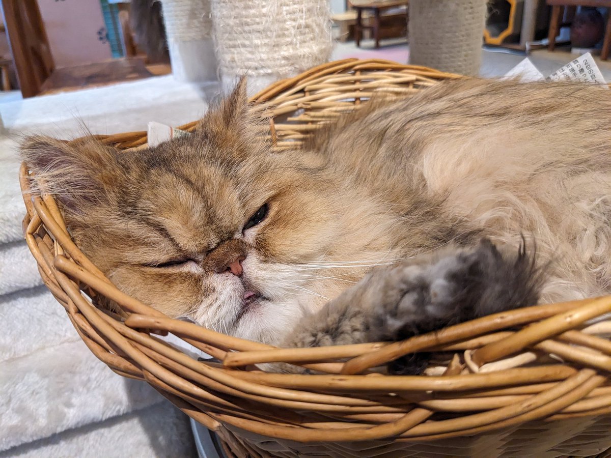 本日、月曜定休日。
ただいま貸切撮影中。
気にせず寝る猫たち。

@シモキタ猫カフェ キャテリアム
#キャテリアム #猫カフェ #猫 #下北沢