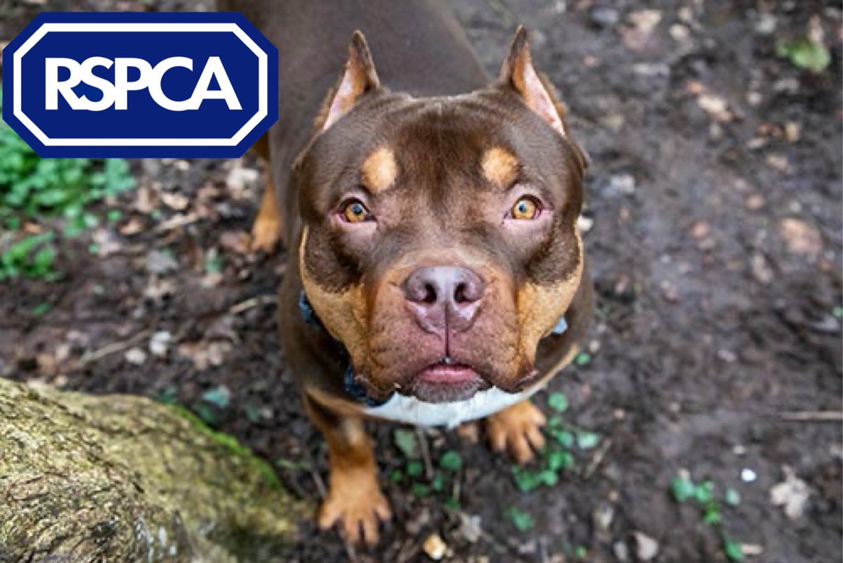 Ear cropping is an unnecessary process, join @RSPCA_official and ask for urgent change by cracking down on imports of dogs with cropped ears: bit.ly/3o572Iv