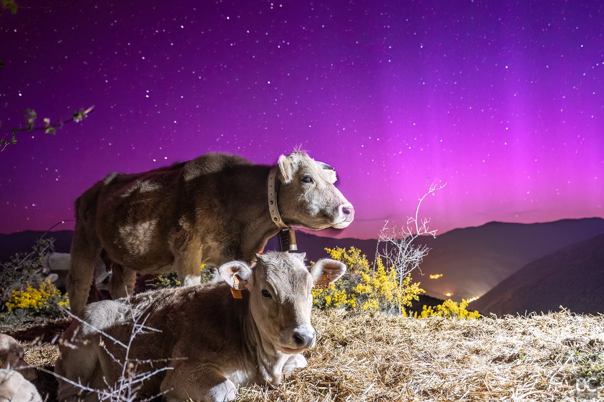 Vaca bruna del Pirineu i aurora boreal. Sembla un fotomuntatge, però és el que vam viure la inoblidable nit de divendres. #AuroraBoreal #PallarsSobirà