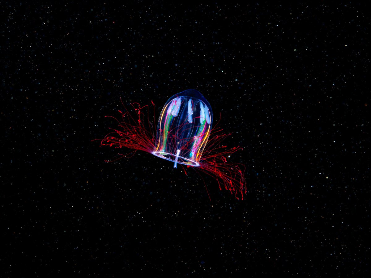 Pink helmet jellyfish - Aglantha digitale. 1cm of lighting fast hydrozoan beauty.