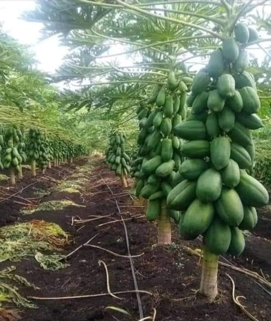 I have 34k followers....
If you are into Agriculture or real estate....
Tag me you tweets for free retweets.
Lets grow together.