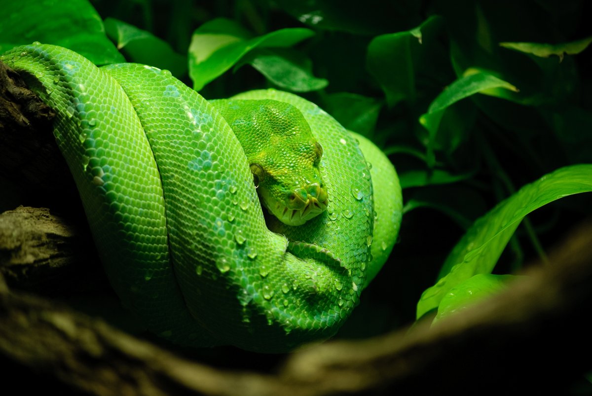 Snakes! 🐍🐍🐍 Family friendly exhibition includes displays of taxidermied snakes, skeletons and models. Come face to face with iconic reptile specimens, including a Rattlesnake, a Green Anaconda and a Burmese python. 8 June - 1 Sept #LeicesterMuseum leicestermuseums.org/Snakes