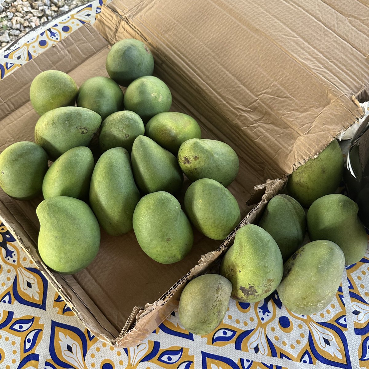 my dad petik belakang rumah suruh bawak balik semua ni ke cyber for my officemate. nasib tak patah tangan galas bag berkilo ni 🤣