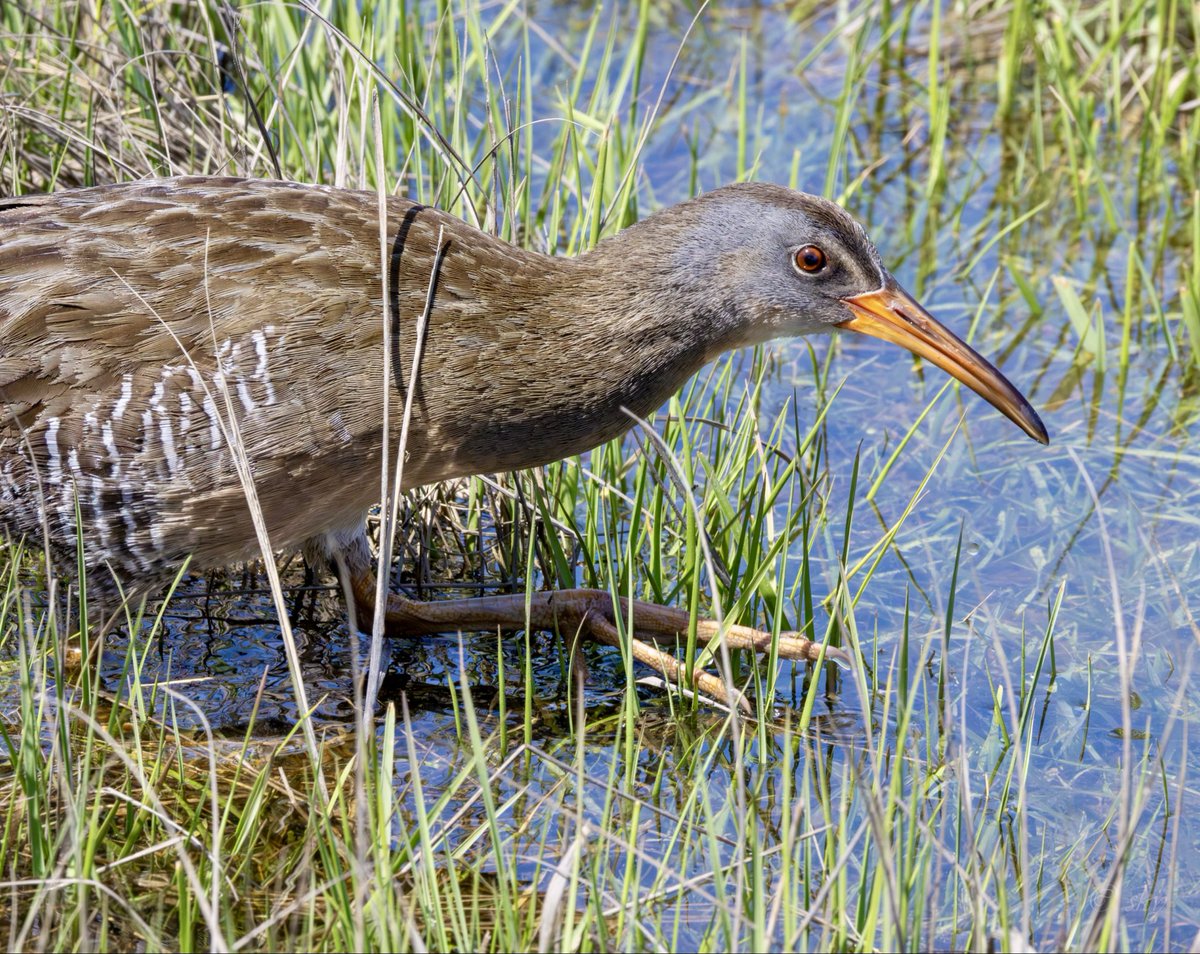 The other day I had a close encounter with a clapper rail. So close I didn’t have time to pull back the lens and he didn’t fit the frame! Their feet are huge. Oceanside,LI @BirdQueens #longislandbirding #mnsa