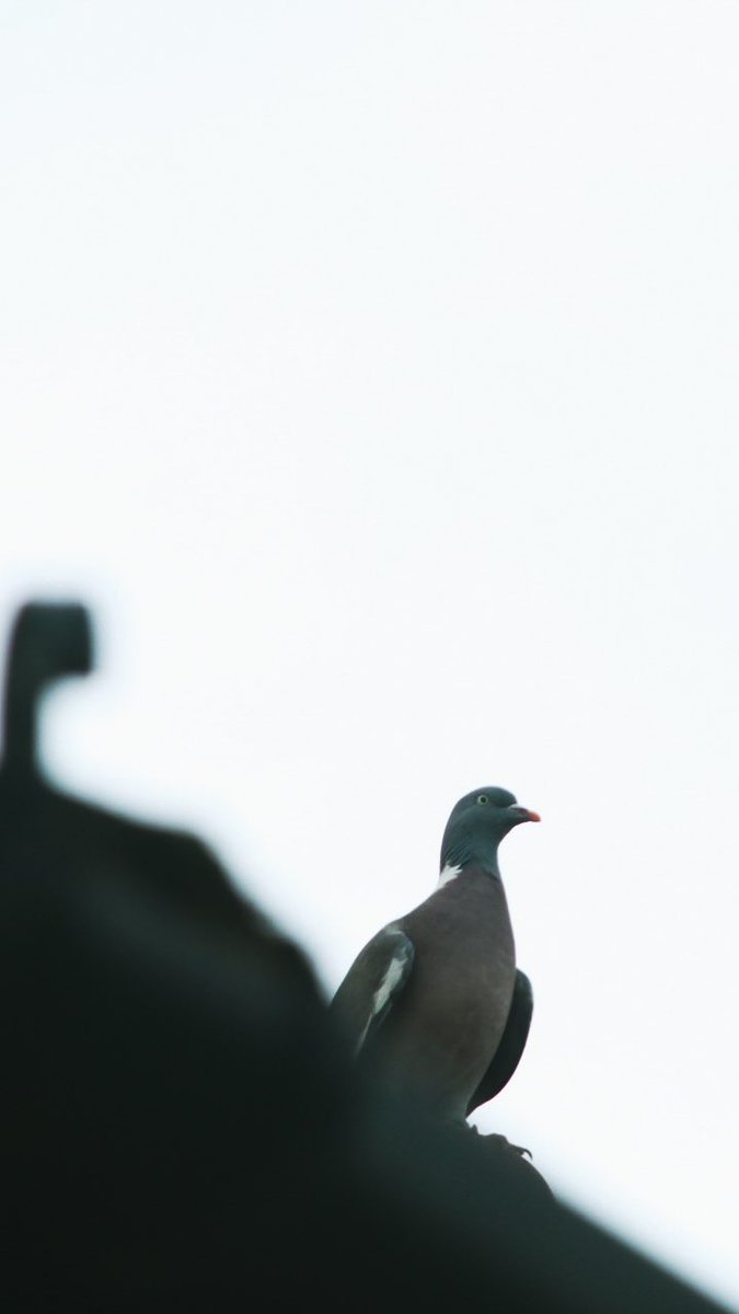 Happy New Week 🩶

#photooftheday
#photography 
#MondayMotivation 
#birdphotography