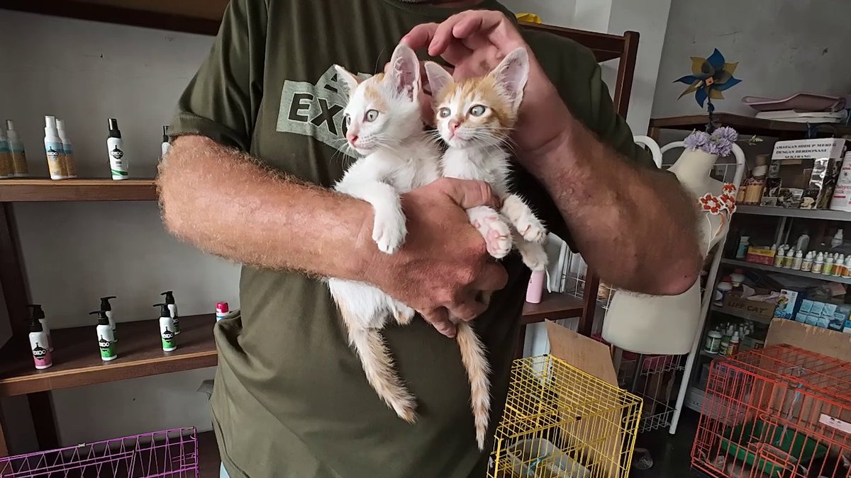 Caught him! After a couple of hours and a really panicky moment - with the help of his brother: youtube.com/shorts/HUriesN… One of the most terrified kittens I have come across. By the time we got home he was purring and trilling #kittenrescue #animalresue #indonesia #ireland  #Irish