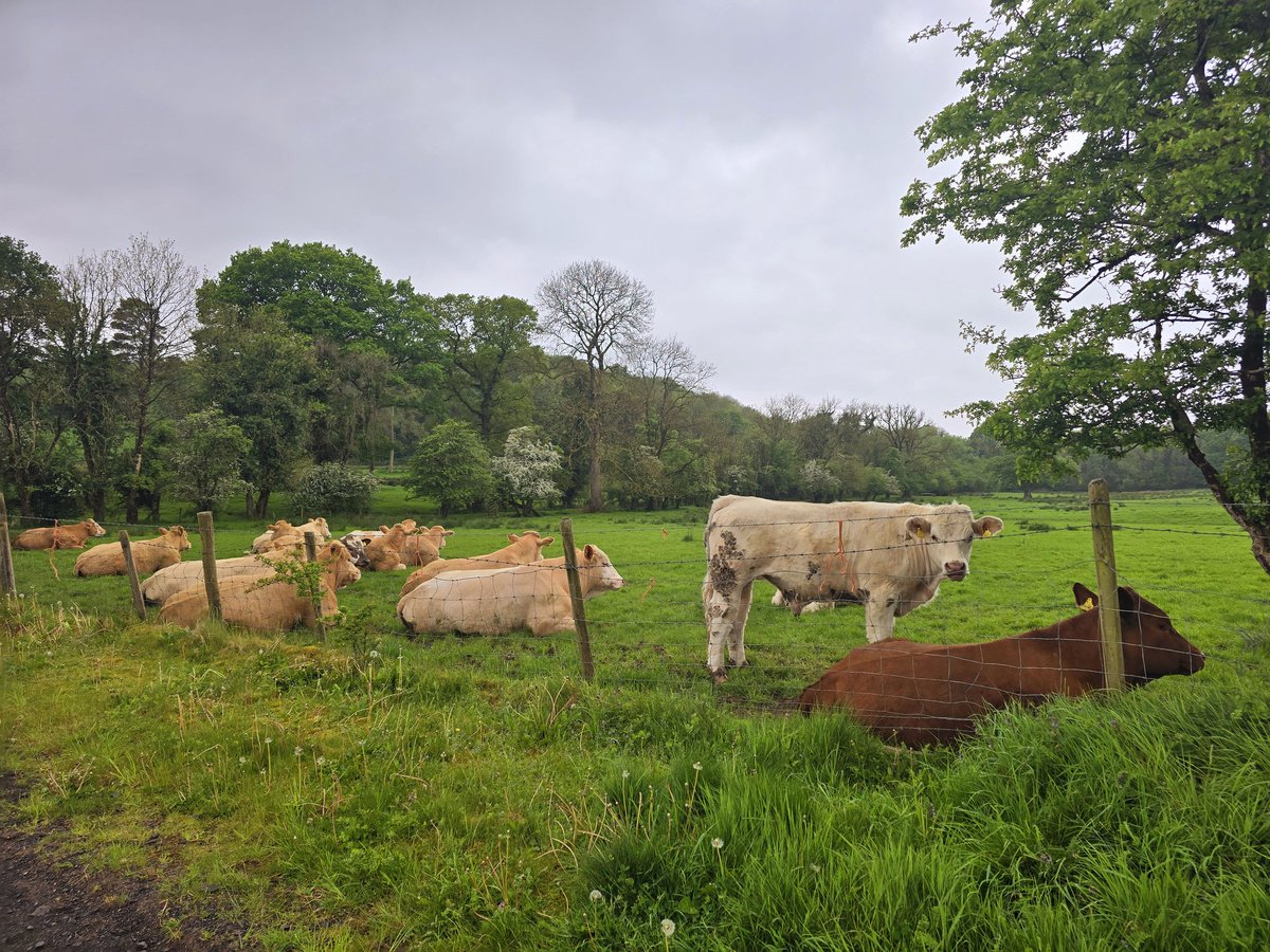 Cows always sit down when rain is coming so as not to get their udders wet good weather forecasters. @Louise_utv @frank_broadcast @WeatherAisling in @fermanaghlakes @DiscoverNI