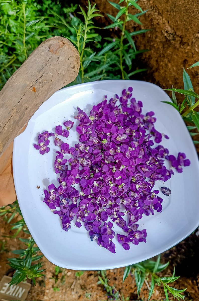 Lavender Petals 💜 from my abandoned garden.

😊😊😊
#wakalogue