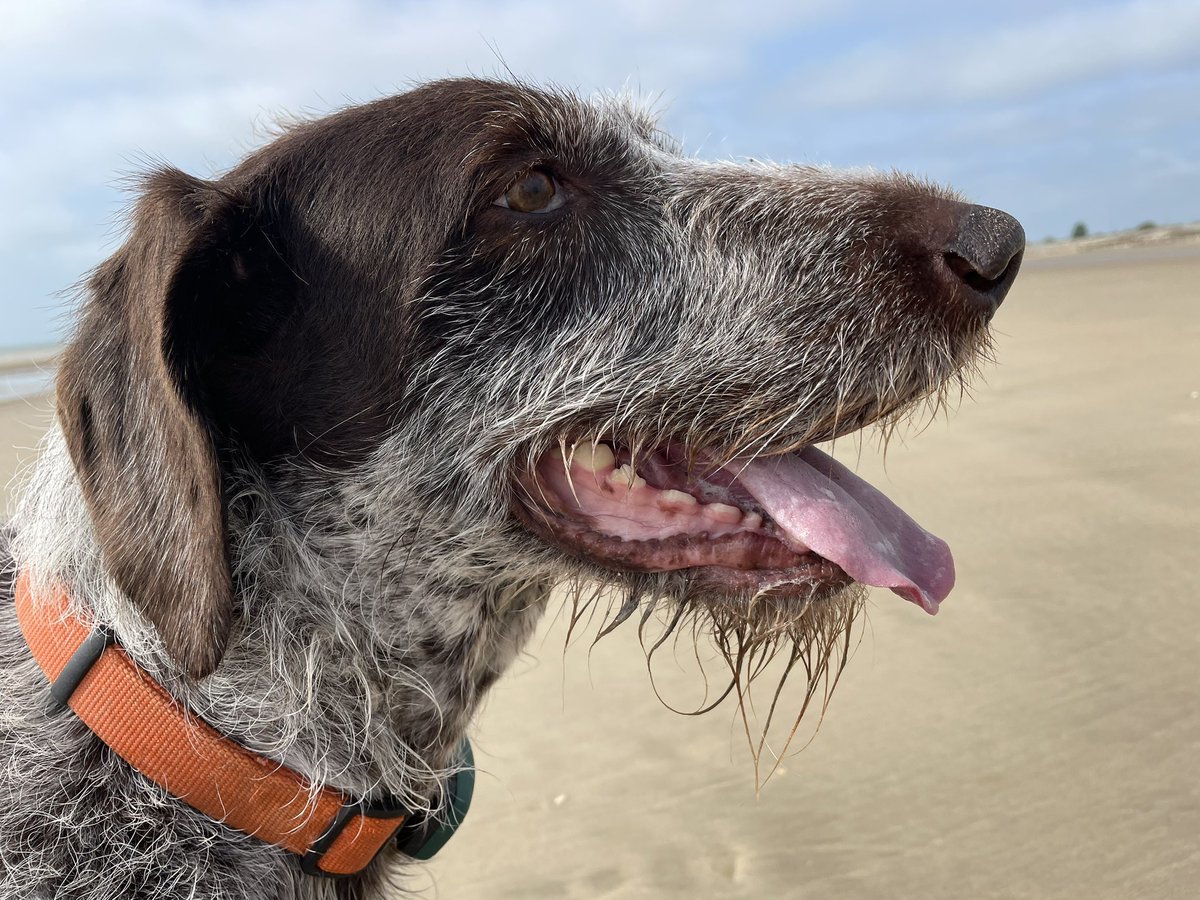 Beach babe #cute #monday #mondaymotivation #love #happy #watching #beach #beachdog #bedtlife #vitaminsea #seastheday #beard #tongue #dog #dogsofinstagram #pure #joy #dogsoftwitter