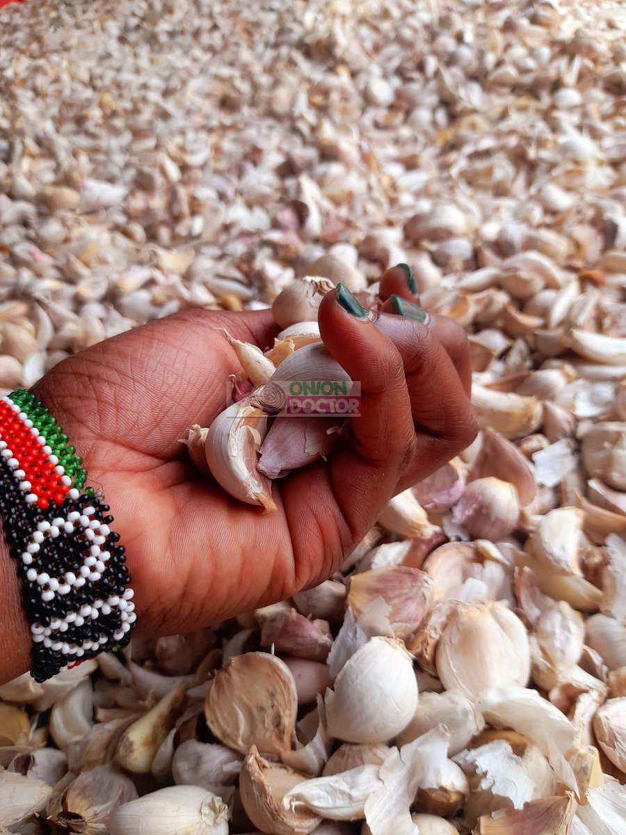 Garlic lovers mpo? Mali safi chito🥳🥳 ! Garlic cloves ready for planting available at 600ksh / kg . Deliveries done countrywide. To purchase or prebook,call us on 0703982228/0706252490