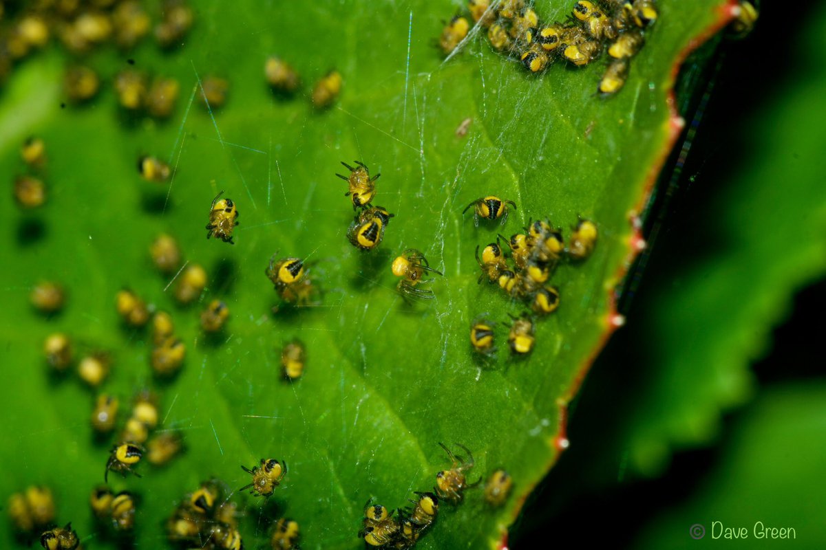 #Gardenersworld #nikonphotography @UKNikon @NikonEurope @NikonUSA @ThePhotoHour @MacroHour @TamronUK #flowerphotography #macrophotography @AP_Magazine @BritishSpiders I came across this over the weekend, guessing that they are baby Araneus Diadematus, never seen this before