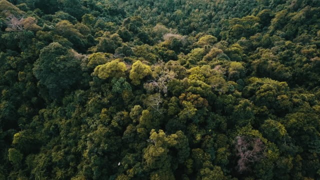 🌳🌍 At the #UN Forum on Forests, #India highlighted its remarkable progress in forest conservation and management, resulting in a continuous rise in forest cover over the past 15 years. #GreenIndia #GreenFuture #Biodiversity @byadavbjp