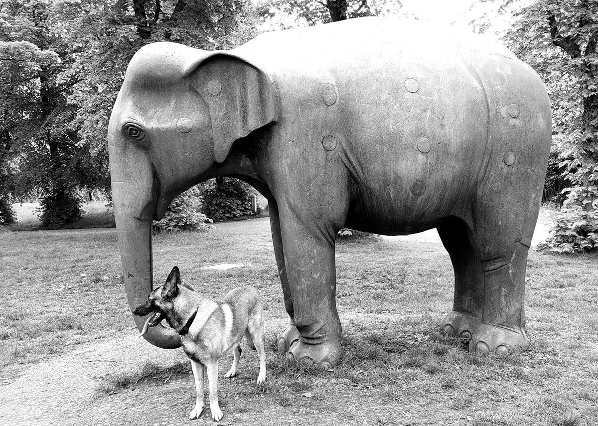On Safari In Deepest Bellahouston Park.
Voss Meets His Very First Heffalump, and Thankfully It Was Very Fwendly.
#BelgianMalinois