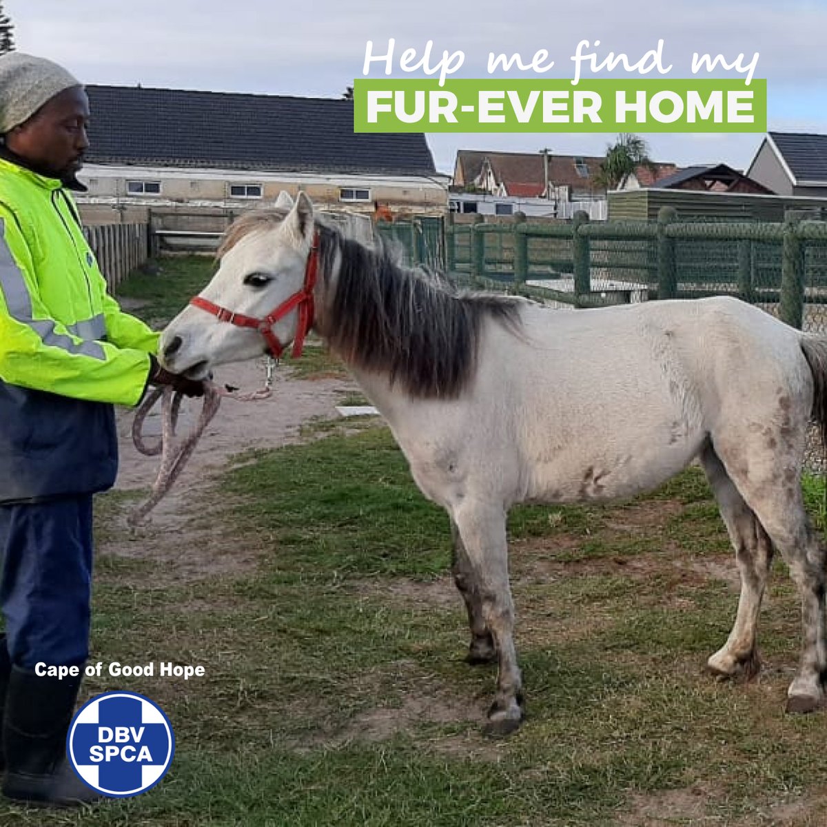 🐴 Phoenix…..rising from the ashes Little Welsh X mare looking for her new home. Make your application to adopt or send an email to hcuadmin@spca-ct.co.za 👇 pulse.ly/aknivgrzlq #AdoptAHorse #HorseFriends #LoveHorses #DreamHorse #AdoptDontShop #CapeSPCA #CapeTown