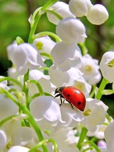 Beautiful day for all 🤍🐞🤍