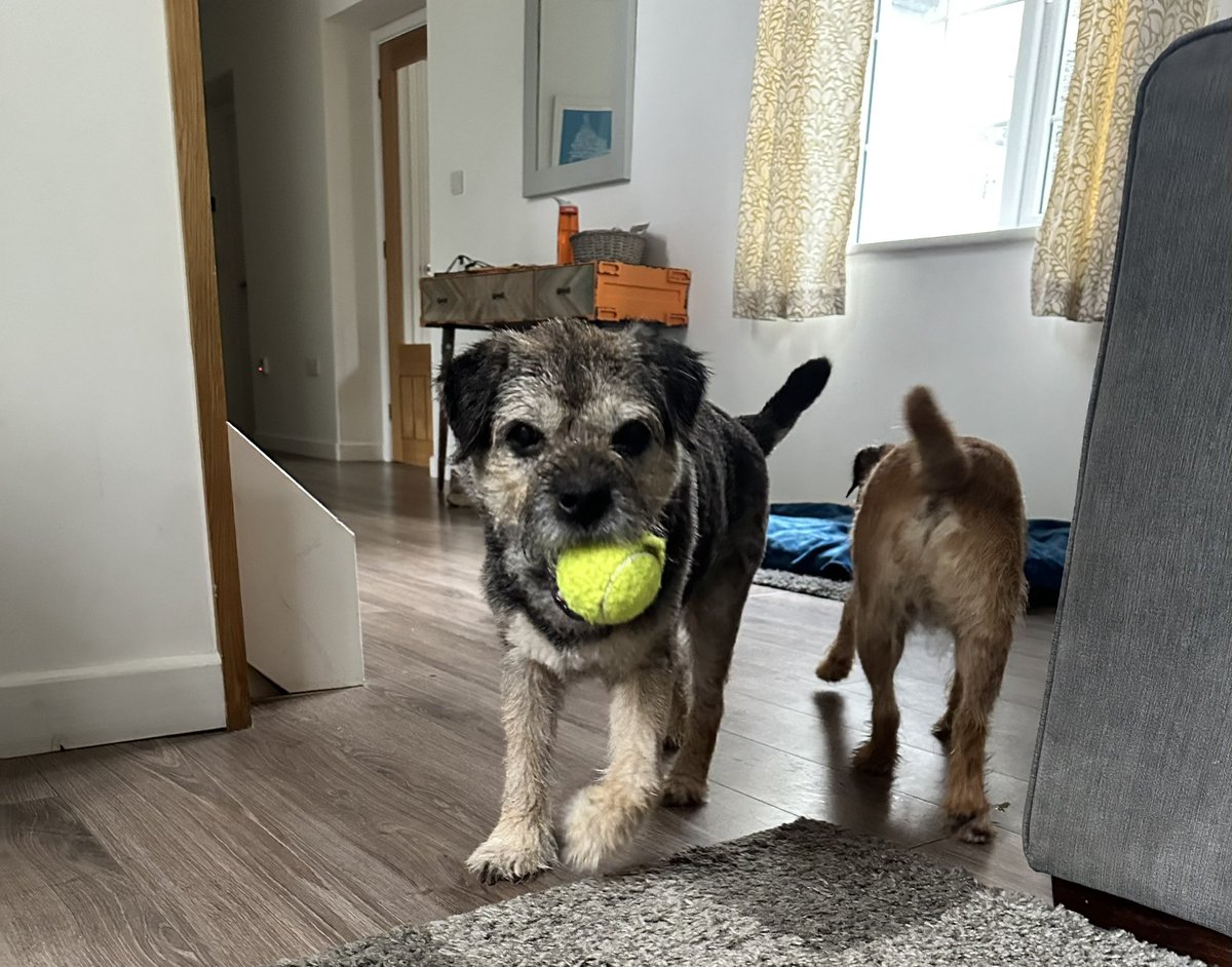 Rest day today pals, which is perfect as it’s a very wet one. Going to watch movies and snoozy after a jam packed couple of days - Maggot already got back in his bead 🤭 #ScrappyNelson #dogsofX #btposse #MondayMotivation #Cornwall 🌧️🐾💦🐾