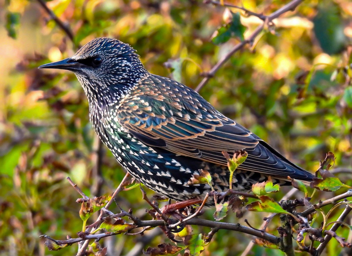 The underrated beauty of a Starling.