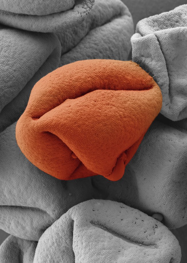 Charlie Underwood tweet media