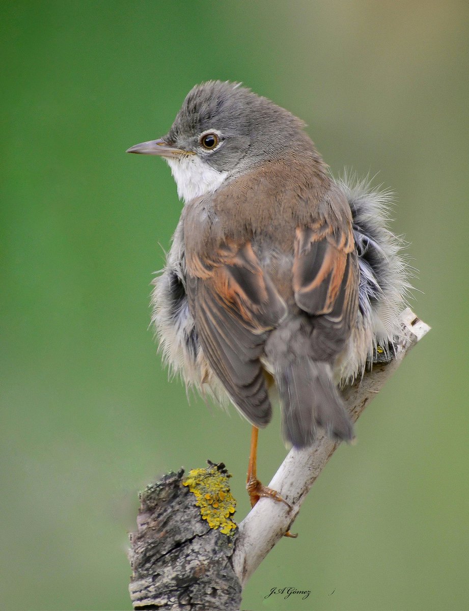 Curruca tomillera ( Sylvia conspicillata).#nikon #fotografía #naturaleza #aves #Aranjuez #primavera #curruca