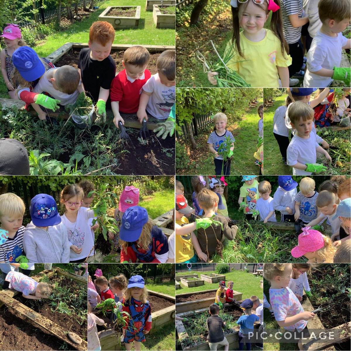 Dosbarth Mrs Saunders and Mrs Glynn have been helping to prepare our allotment for planting! We hope that we will be able to plant some vegetables that we will be able to enjoy 🥔🥕☀️