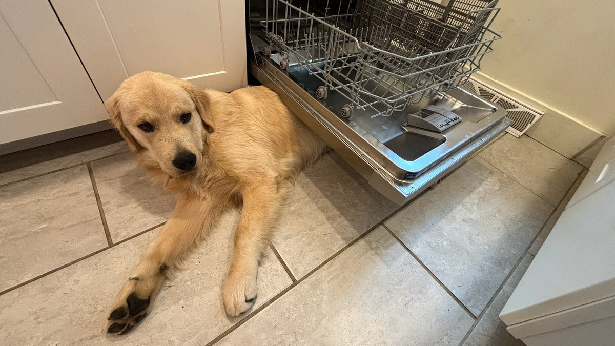 Some days, you wake up refreshed and ready to tackle the world.

Other days, you wake up underneath the people food dish washing machine.

Please don’t judge. #NotToday #SoTired #NapTime

#DogsOfTwitter #GoldenRetrievers